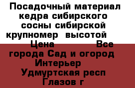 Посадочный материал кедра сибирского (сосны сибирской) крупномер, высотой 3-3.5  › Цена ­ 19 800 - Все города Сад и огород » Интерьер   . Удмуртская респ.,Глазов г.